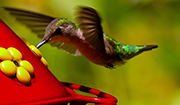 Hummingbird